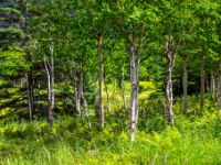 Parc national de la Gaspésie